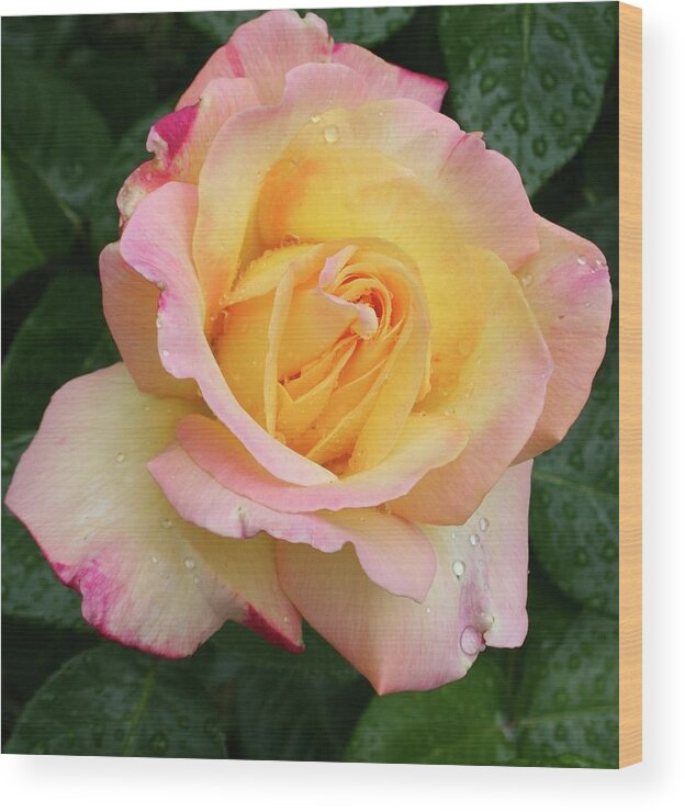 Rose Wood Print featuring the photograph Spring Rose by Quin Sweetman