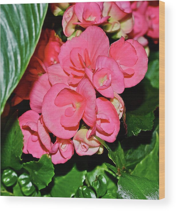 Tuberous Begonia Wood Print featuring the photograph Spring Show 16 Tuberous Begonias by Janis Senungetuk