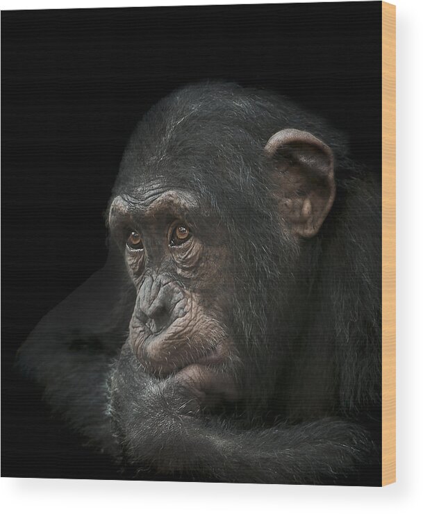 Chimpanzee Wood Print featuring the photograph Tedium by Paul Neville