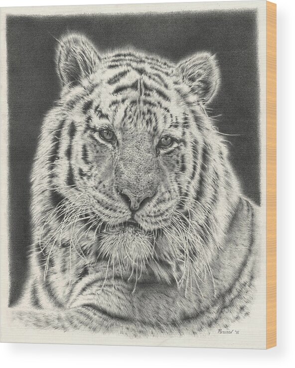 Tiger Wood Print featuring the drawing Tiger Drawing by Casey 'Remrov' Vormer