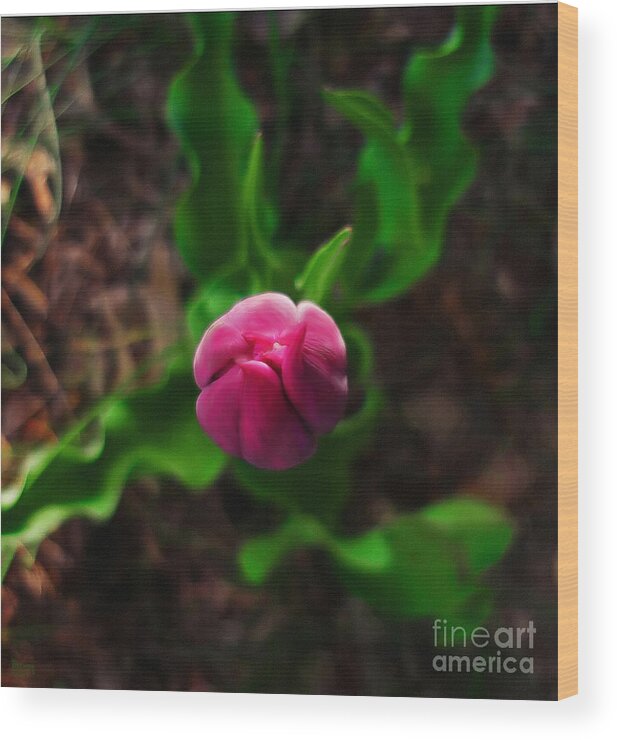Tulip Wood Print featuring the photograph Tulip Rising by Jeff Breiman