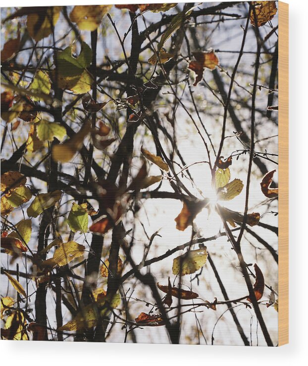 Fall Wood Print featuring the photograph Wink From Skies by J C