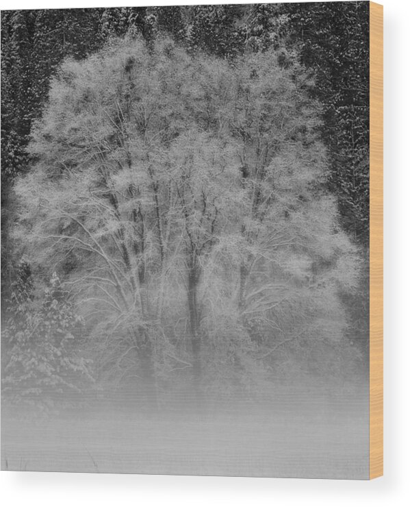 Tree Wood Print featuring the photograph Winter Tree in Yosemite Valley by Lawrence Knutsson