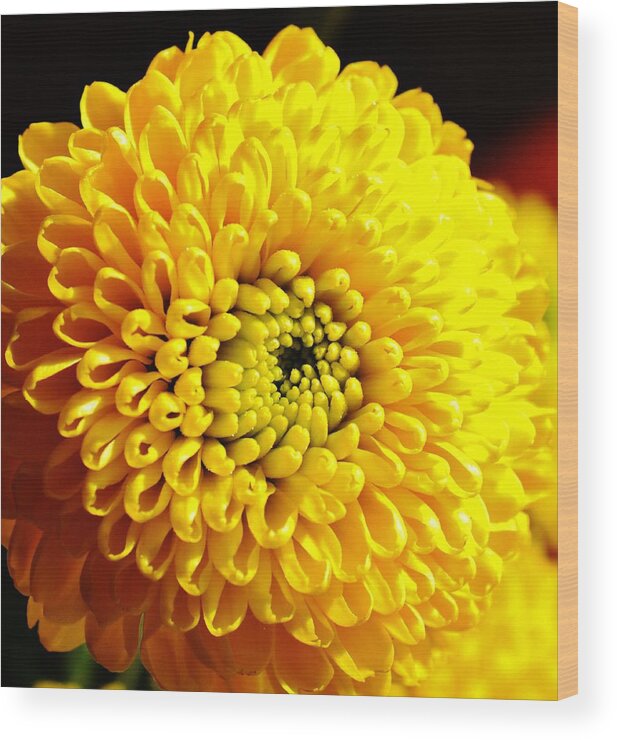 Flowers Wood Print featuring the photograph Yellow Mum by Eileen Brymer