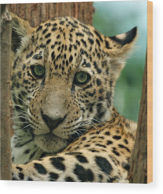 Jaguar Wood Print featuring the photograph Young Jaguar by Sandy Keeton