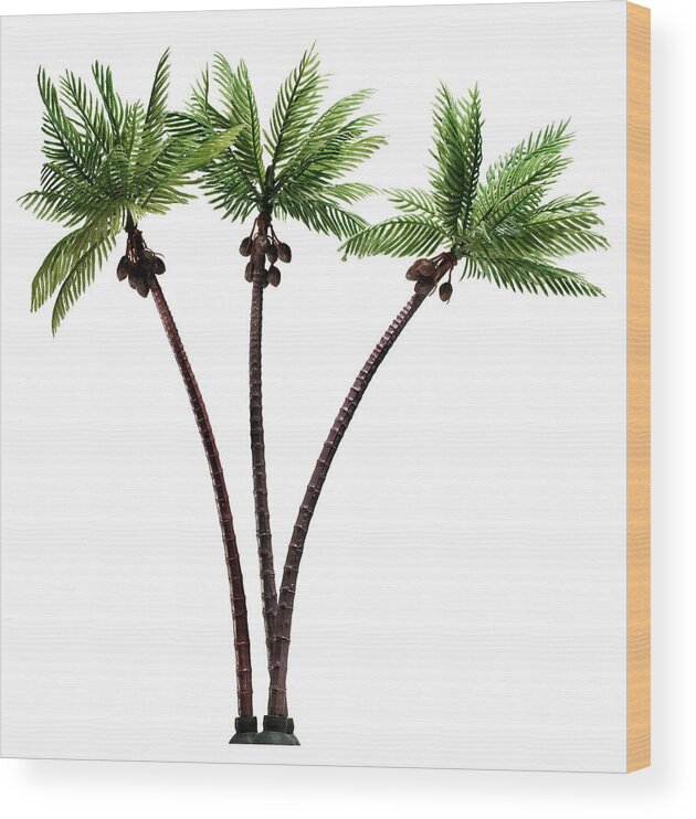 Campy Wood Print featuring the drawing Three Palm Trees #1 by CSA Images