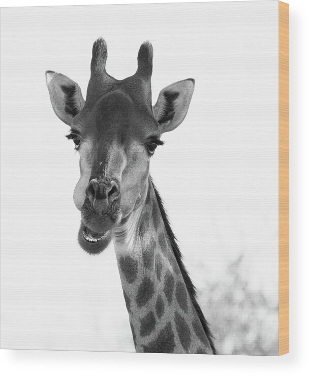 Giraffe Wood Print featuring the photograph Are You Looking at Me by Mark Hunter