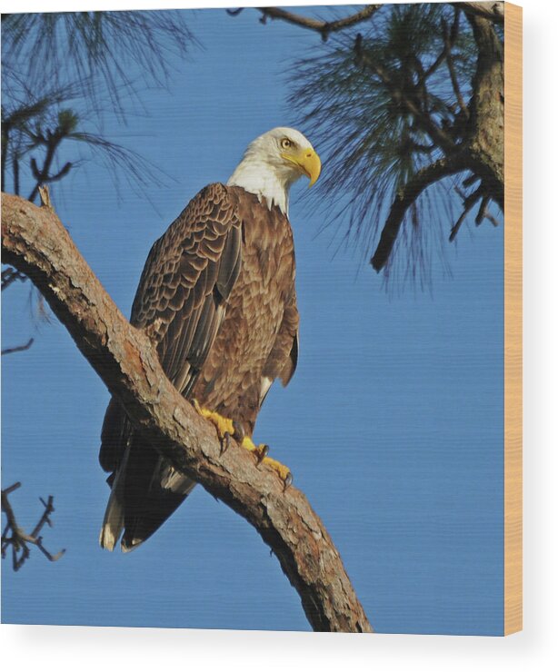 Animal Themes Wood Print featuring the photograph Bald Eagle by Aaa