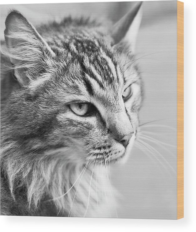 Pets Wood Print featuring the photograph Black And White Portrait Of Pet Cat In by Phillip Suddick