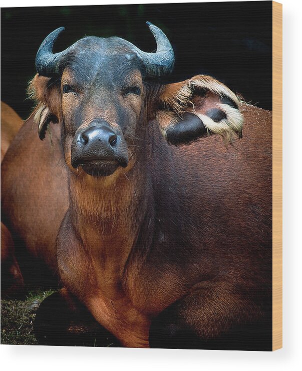 Animal Themes Wood Print featuring the photograph Congo Buffalo by Photo By Steve Wilson
