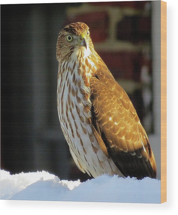 Cooper's Hawk Wood Print featuring the photograph Cooper's Hawk in the Snow by Linda Stern