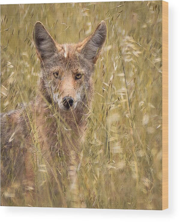 Coyote Wood Print featuring the photograph Coyote In The Grass by Stephanie Becker