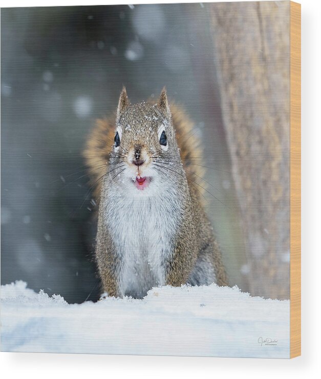 Squirrel Wood Print featuring the photograph Cute Squirrel by Judi Dressler