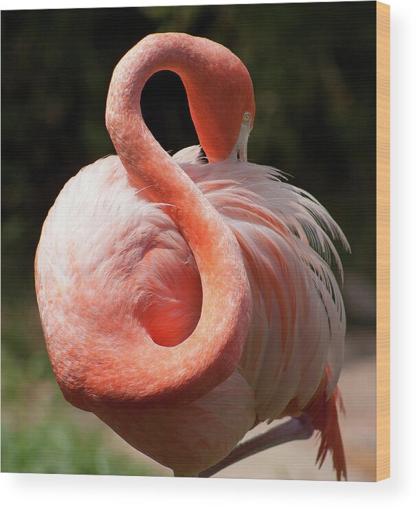Animal Themes Wood Print featuring the photograph Flamingo With A Flexible Neck by Luke Robinson