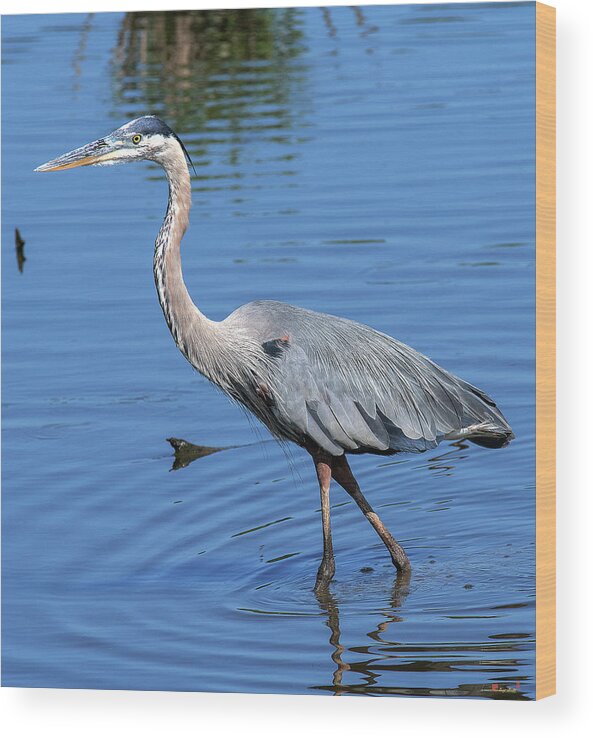 Nature Wood Print featuring the photograph Great Blue Heron DMSB0167 by Gerry Gantt