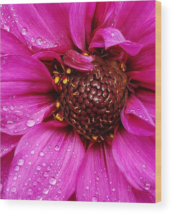 Flower Wood Print featuring the photograph Morning Dew in Pink by Suzy Piatt