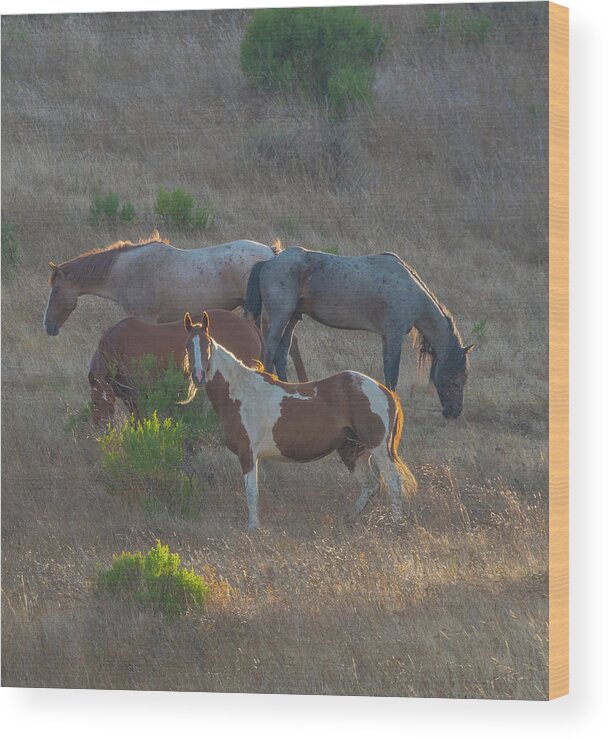 Mustang Wood Print featuring the photograph On guard by Patricia Dennis