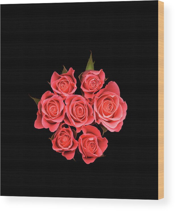 Rose Colored Wood Print featuring the photograph Pink Roses Against Black Background by Mike Hill