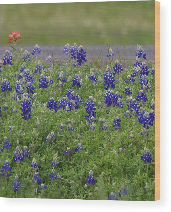 Red Wood Print featuring the photograph Red Paint over Blue Bonnets by Amanda Smith