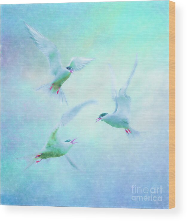 Terns Wood Print featuring the photograph Terns squabbling by Brian Tarr