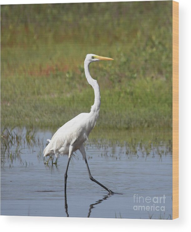 Egret Wood Print featuring the photograph The Great Egret by Kerri Farley