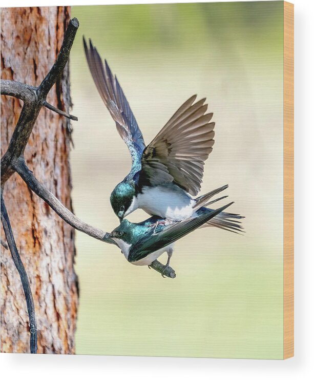 Tree Swallows Wood Print featuring the photograph Tree Swallow Love by Judi Dressler