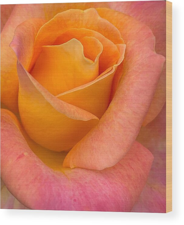 Rose Wood Print featuring the photograph Vertical Rose by Anamar Pictures