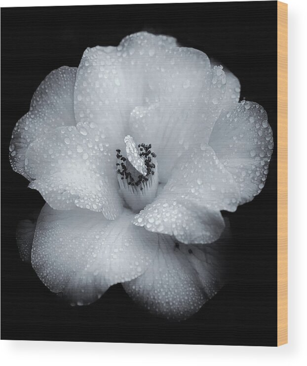 Flower Wood Print featuring the photograph White Beauty by Judi Kubes