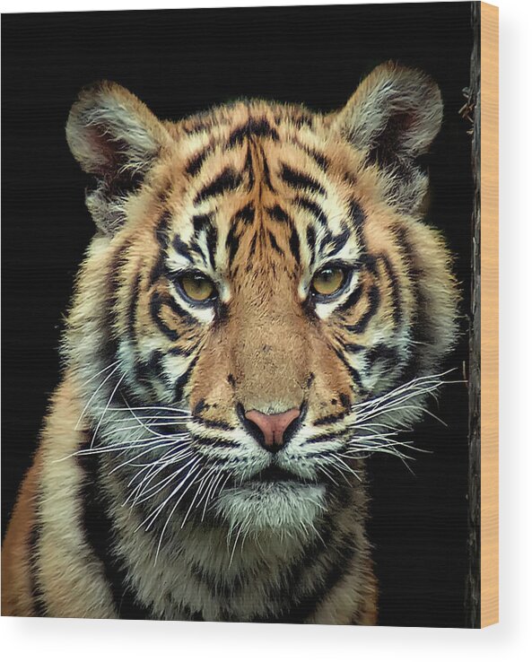 Animal Themes Wood Print featuring the photograph Young Sumatran Tiger by Photo By Steve Wilson