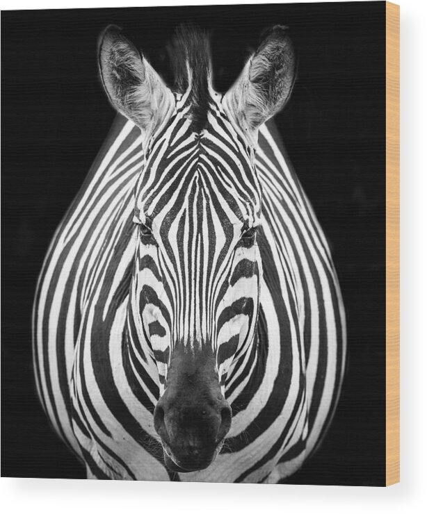 Tanzania Wood Print featuring the photograph Zebra M by Els Keurlinckx