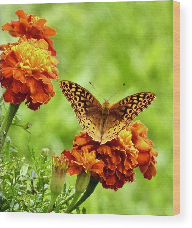 Marigold Butterfly Wood Print featuring the photograph Marigold Butterfly #1 by Kathy Chism