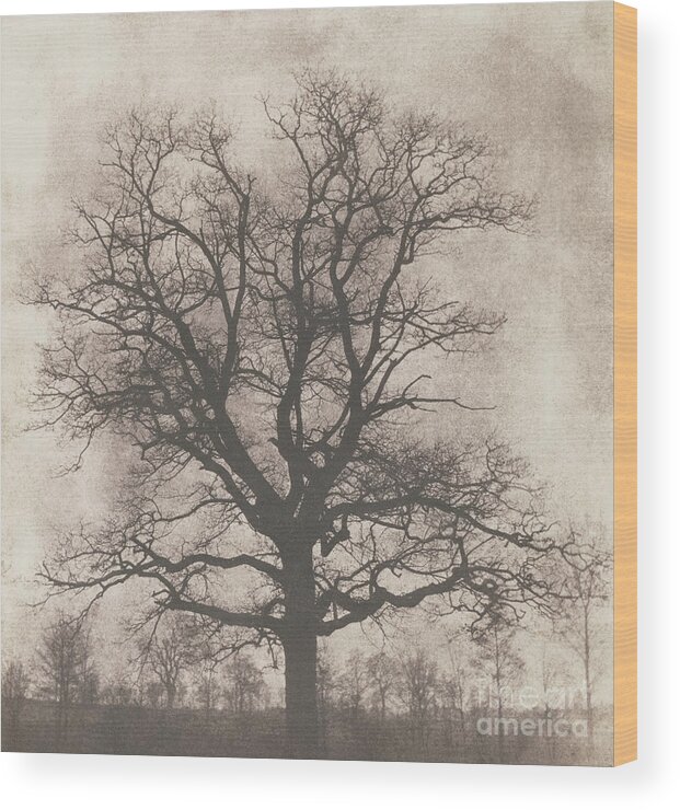 Oak Wood Print featuring the photograph An oak tree in winter by William Henry Fox Talbot