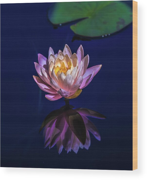 Waterlily Wood Print featuring the photograph Aquatic Bloom in Pink Waterlily by Julie Palencia