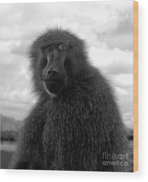 Baboon Wood Print featuring the photograph Selfie Portrait Baboon by Doc Braham