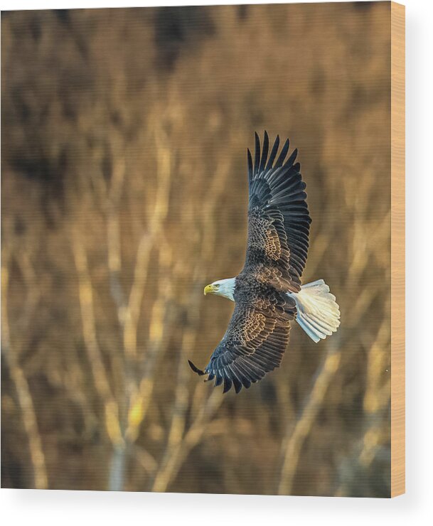 Bald Eagle Wood Print featuring the photograph Bald Eagle in its glory by Brian Shoemaker
