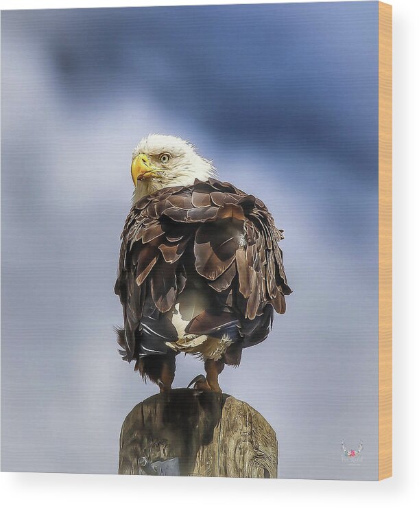 Eagle Wood Print featuring the photograph Bald Eagle by Pam Rendall