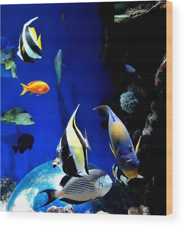 Aquarium Wood Print featuring the photograph Colorful Aquarium Residents by Linda Stern