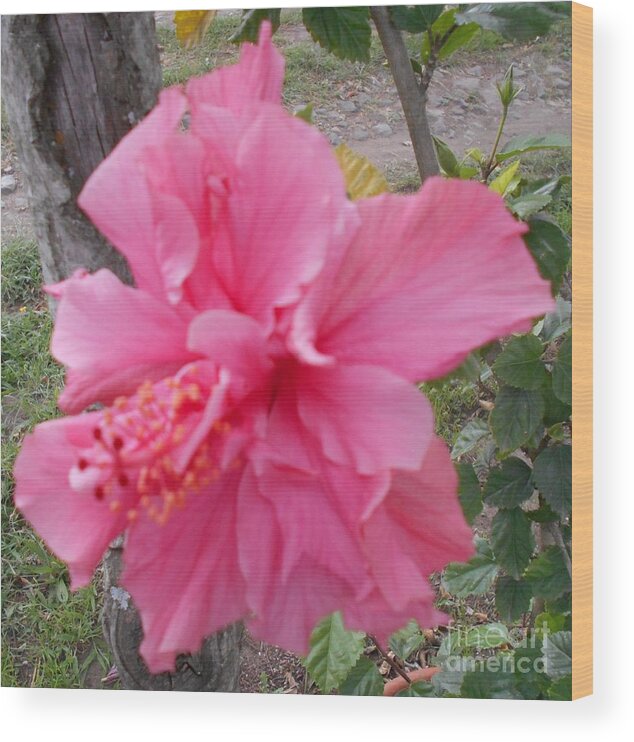 Pink Wood Print featuring the photograph Crepe paper pink by Nancy Graham