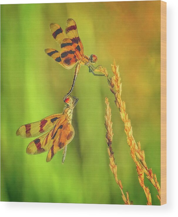 Dragonfly Wood Print featuring the photograph Dragonflies by Steve DaPonte