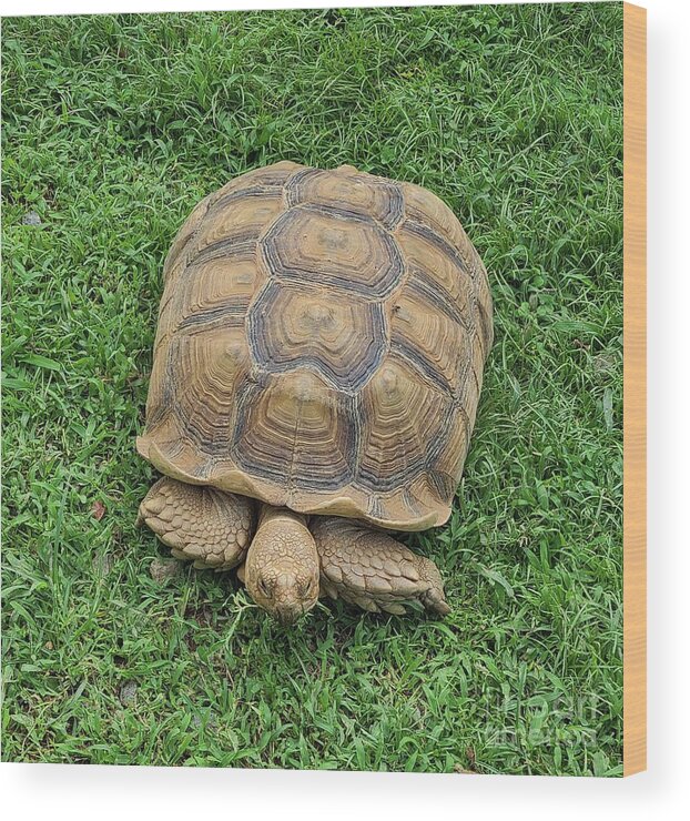 Tortoise Turtle Grass Wood Print featuring the photograph Grazing Tortoise by Elena Pratt