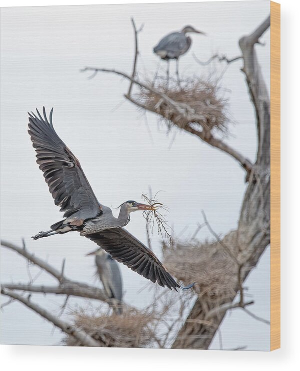 Stillwater Wildlife Refuge Wood Print featuring the photograph Great Blue Heron 4 by Rick Mosher