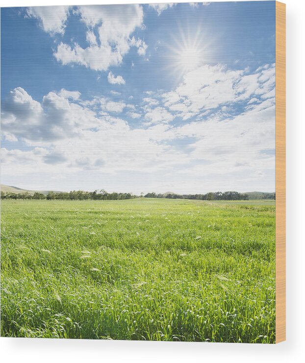 Scenics Wood Print featuring the photograph Green Agriculture And Blue Sky by Xuanyu Han