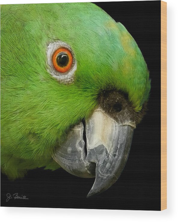 Parrot Wood Print featuring the photograph I See You by Joe Bonita
