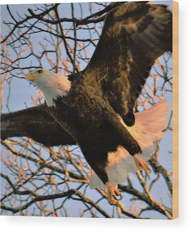 - In Flight - Bald Eagle Wood Print featuring the photograph - In Flight - Bald Eagle by THERESA Nye