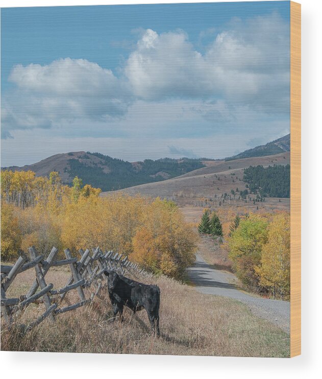 Montana Wood Print featuring the photograph Looking For Mama On A Montana Mountain by Marcy Wielfaert