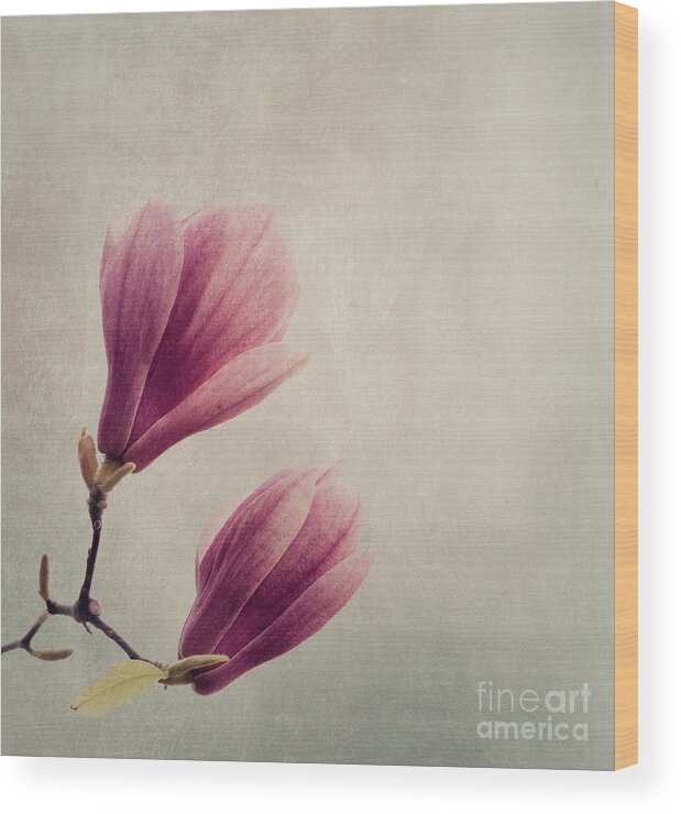 Magnolia Wood Print featuring the photograph Magnolia flower on art texture by Jelena Jovanovic