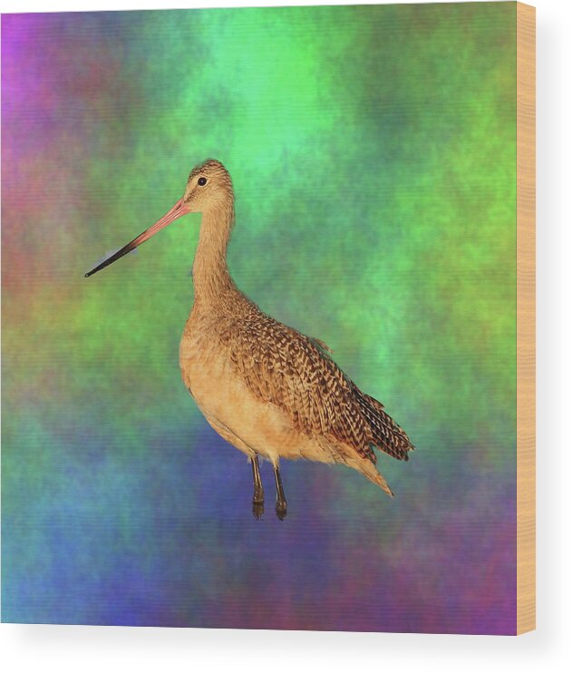 Marbled Godwit Wood Print featuring the photograph Marbled Godwit by Mingming Jiang