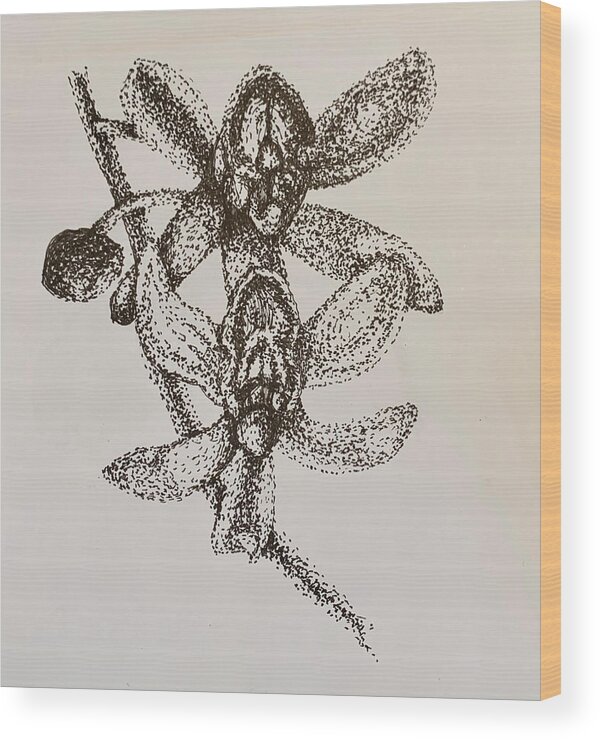 Points Wood Print featuring the drawing Orchid by Franci Hepburn