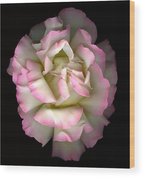 Peace Rose Wood Print featuring the photograph Peace_Rose by Marsha Tudor