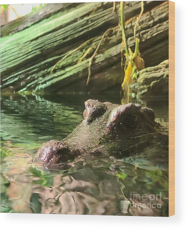 Alligator Wood Print featuring the photograph Peekaboo Caiman by Elena Pratt